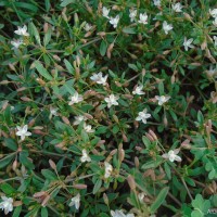 Glinus oppositifolius (L.) Aug.DC.